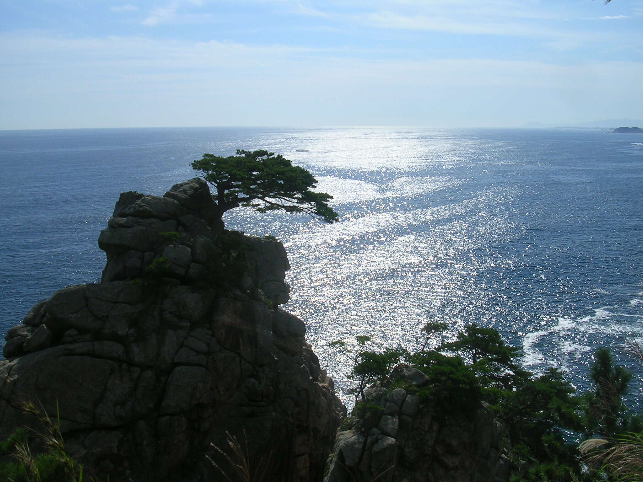 Image of Japanese Black Pine