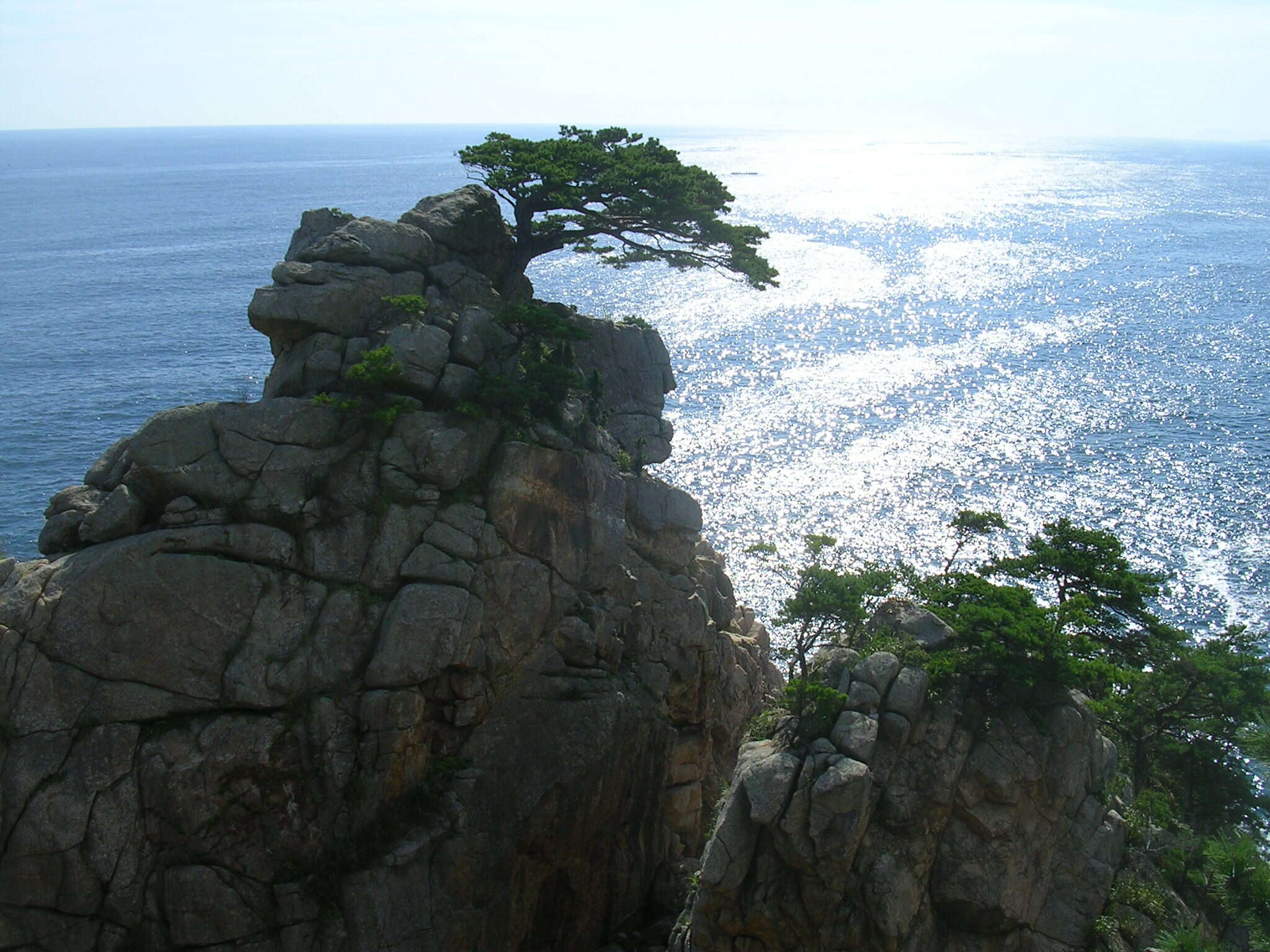 Image of Japanese Red Pine