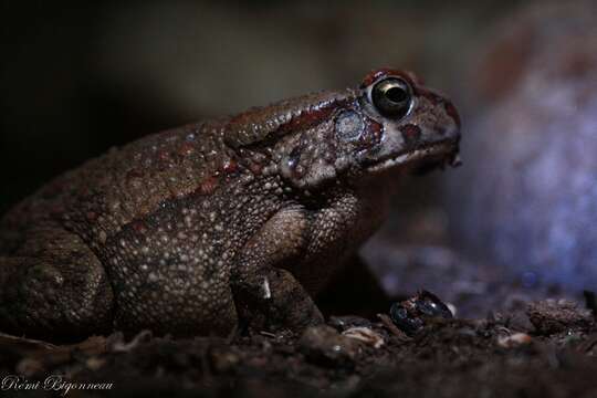 Plancia ëd Sclerophrys poweri (Hewitt 1935)