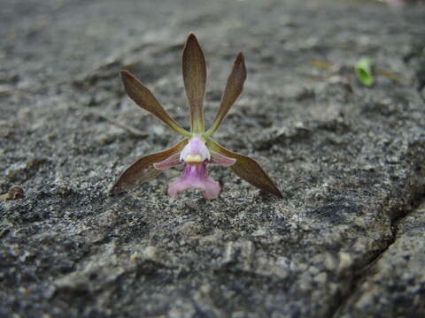 Image of Encyclia acapulcensis