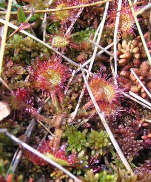 Image of Common Sundew