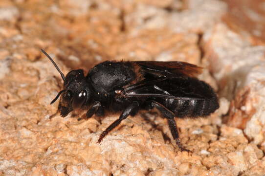 Image of Megachile parietina (Geoffroy 1785)