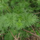 Image of Loasa prostrata Gill. ex Arn.