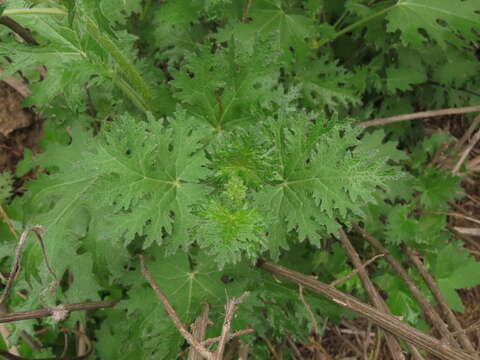 Image of Loasa prostrata Gill. ex Arn.