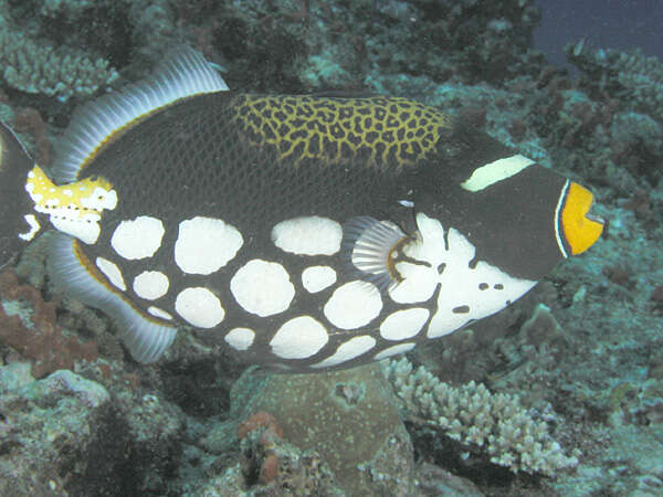 Image of clown triggerfish