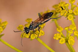 Image of wasp