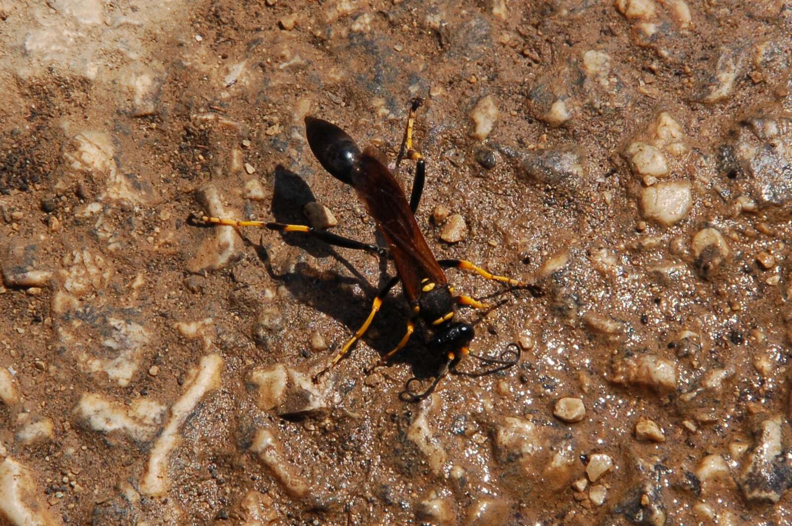 Image of mud daubers