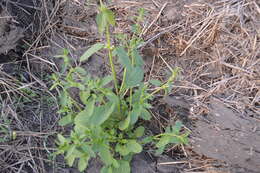 Stachys annua (L.) L.的圖片