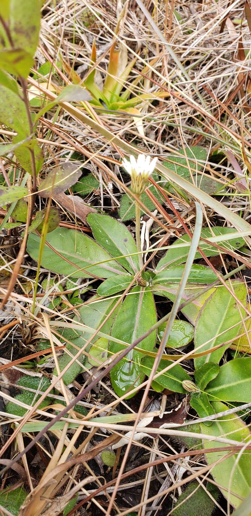 Image of woolly sunbonnets