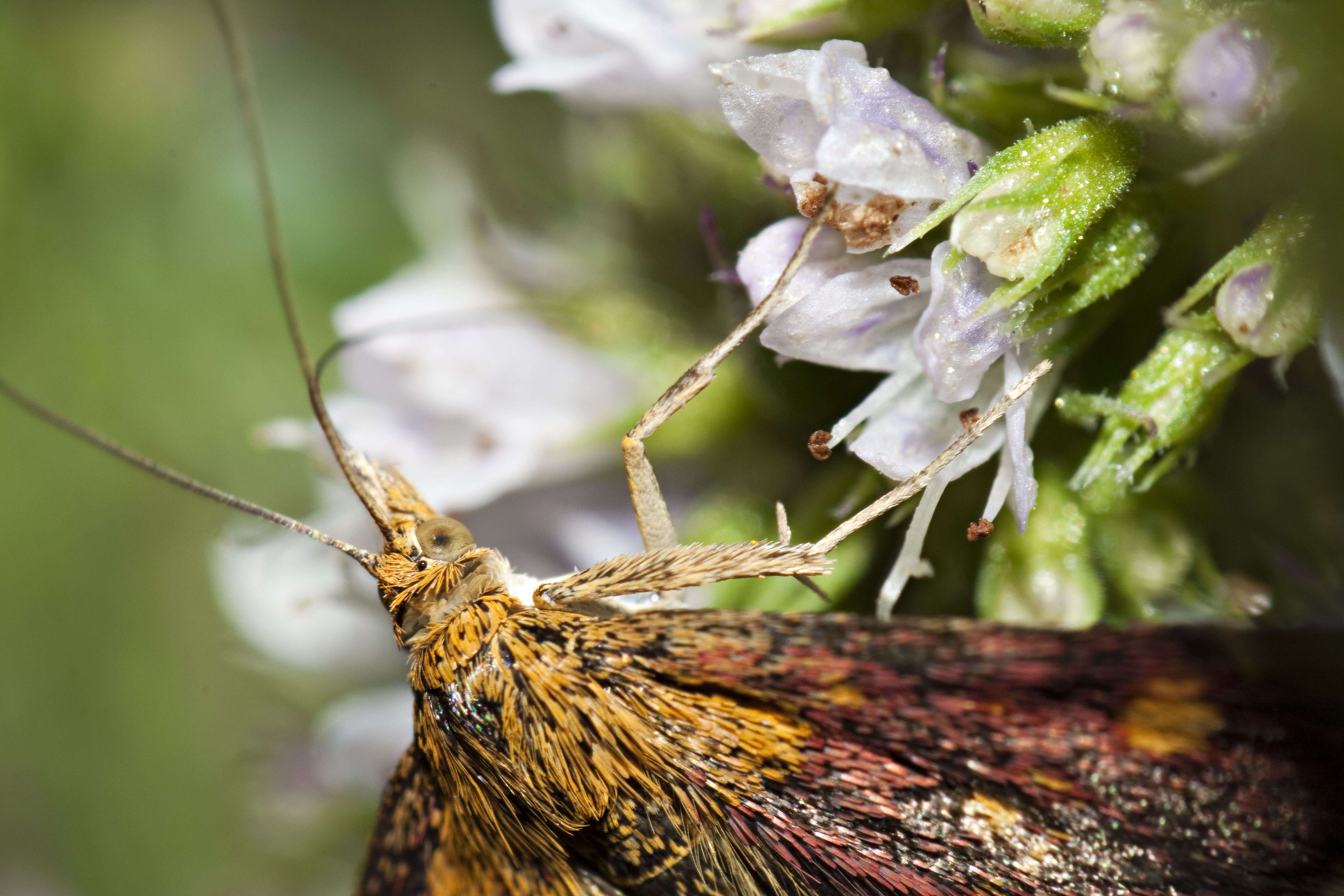 Image of Mint moth