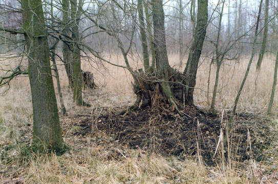 Image of European alder