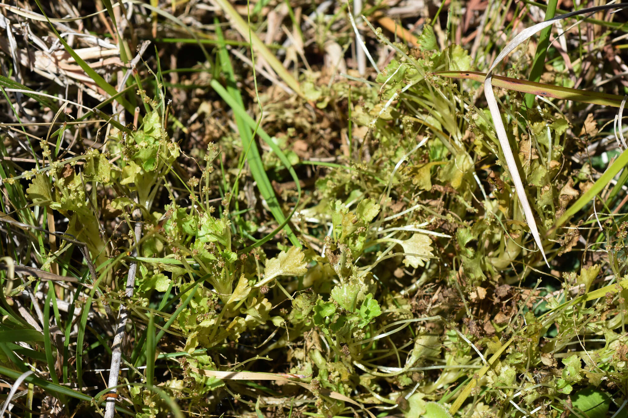 Image of Gunnera herteri Osten