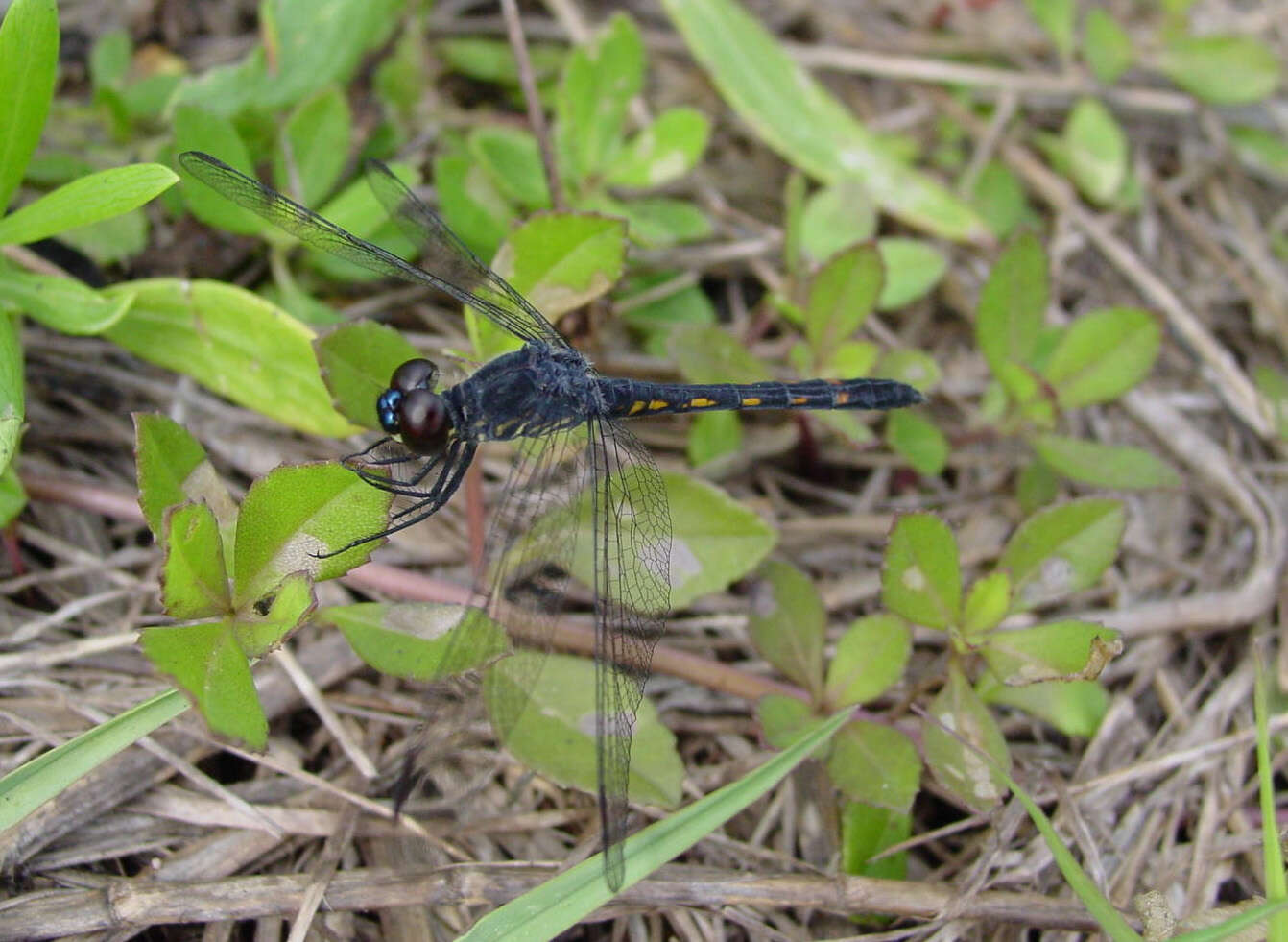 Image of Seaside Dragonlet