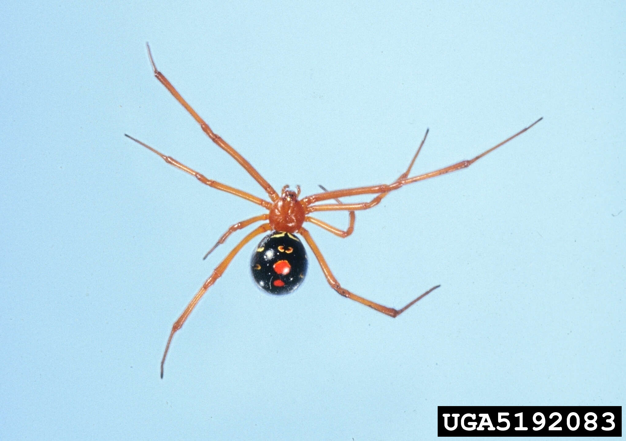 Image of Red Widow