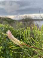 Sivun Callistemon linearis (Schrad. & Wendl.) Colv. ex Sweet kuva