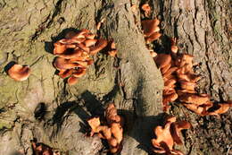 Image of Jack o'Lantern mushroom