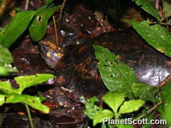 Image of Yellow-footed Tortoise