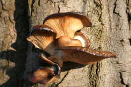 Image of Jack o'Lantern mushroom