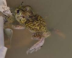 Image of Common Spadefoot Toad