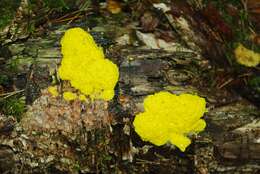 Image of Dog vomit slime mold