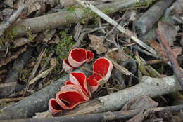 Image of scarlet cup