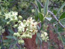 Image of Broad-leaved shepherds tree