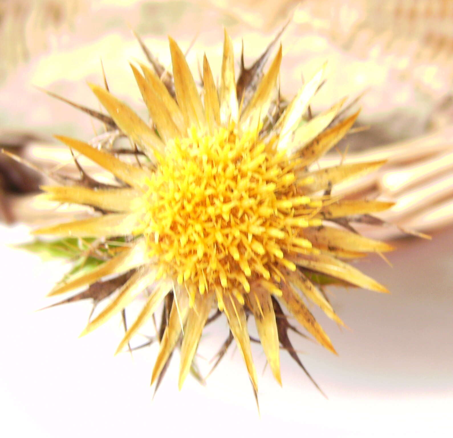 Image of Carlina corymbosa L.