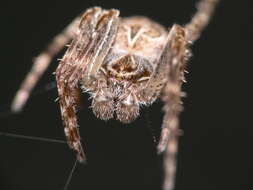 Image of Garden spider