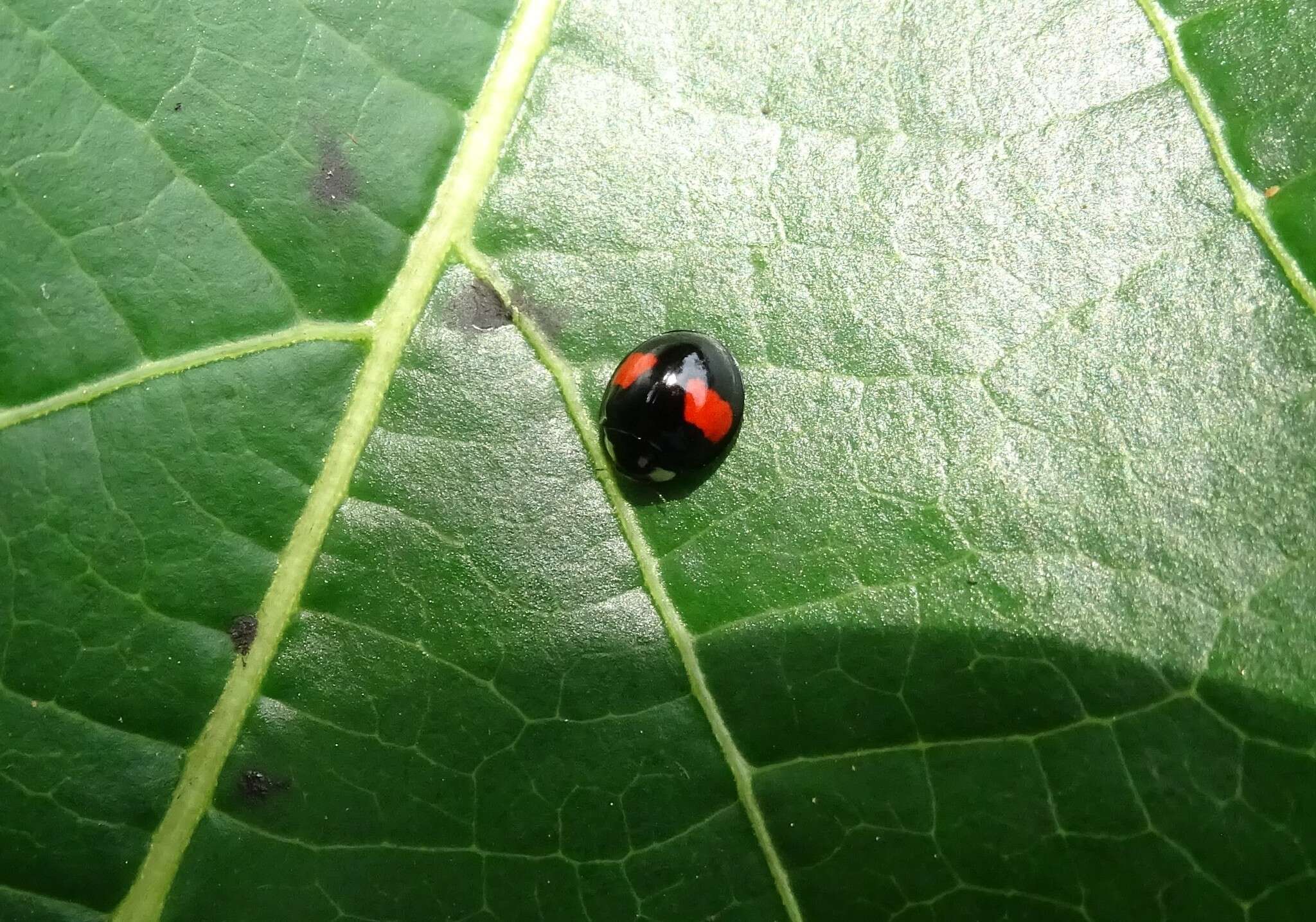 Coelophora biplagiata (Swartz 1808) resmi