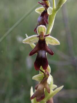 Image of Fly orchid