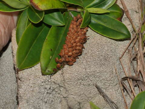 Слика од Veronica stricta var. macroura (Hook. fil. ex Benth.) Garn.-Jones