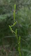 Image of Marsh Arrowgrass