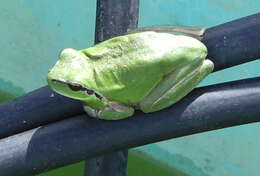 Image of Mediterranean Tree Frog