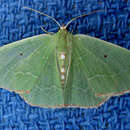 Image of Red-bordered Emerald