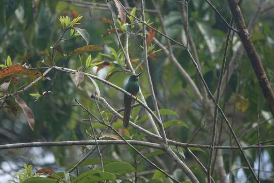 Image of White-chinned Jacamar