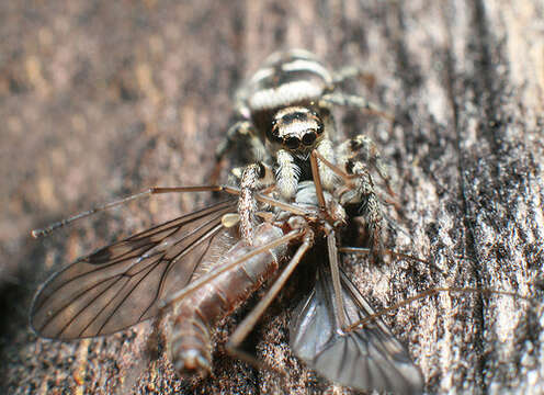 Image of Zebra spider