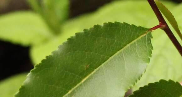 Image of African Almond