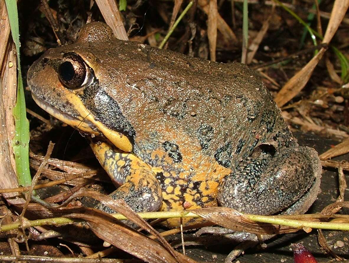 Image of Northern Banjo Frog