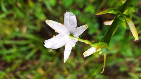 Слика од Trihesperus latifolius (Kunth) Herb.