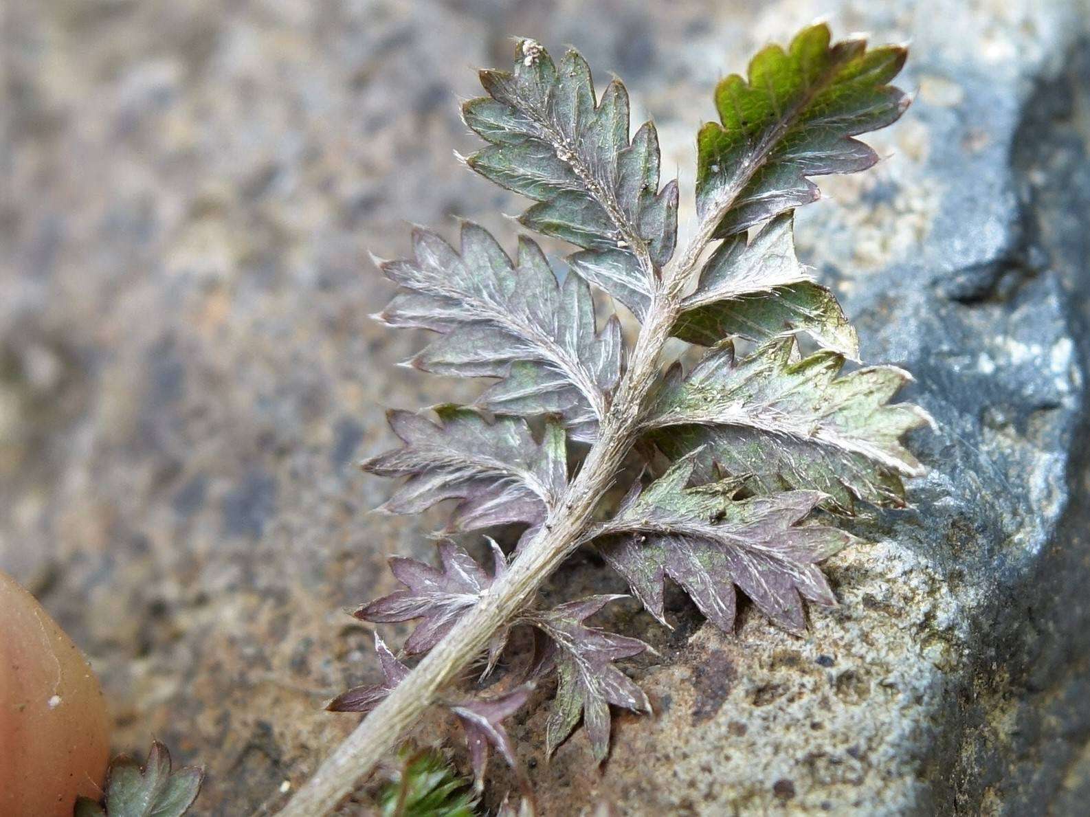 Imagem de Acaena anserinifolia (J. F. & G. Forst.) Druce