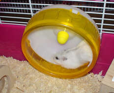 Image of Dzhungarian Hamster