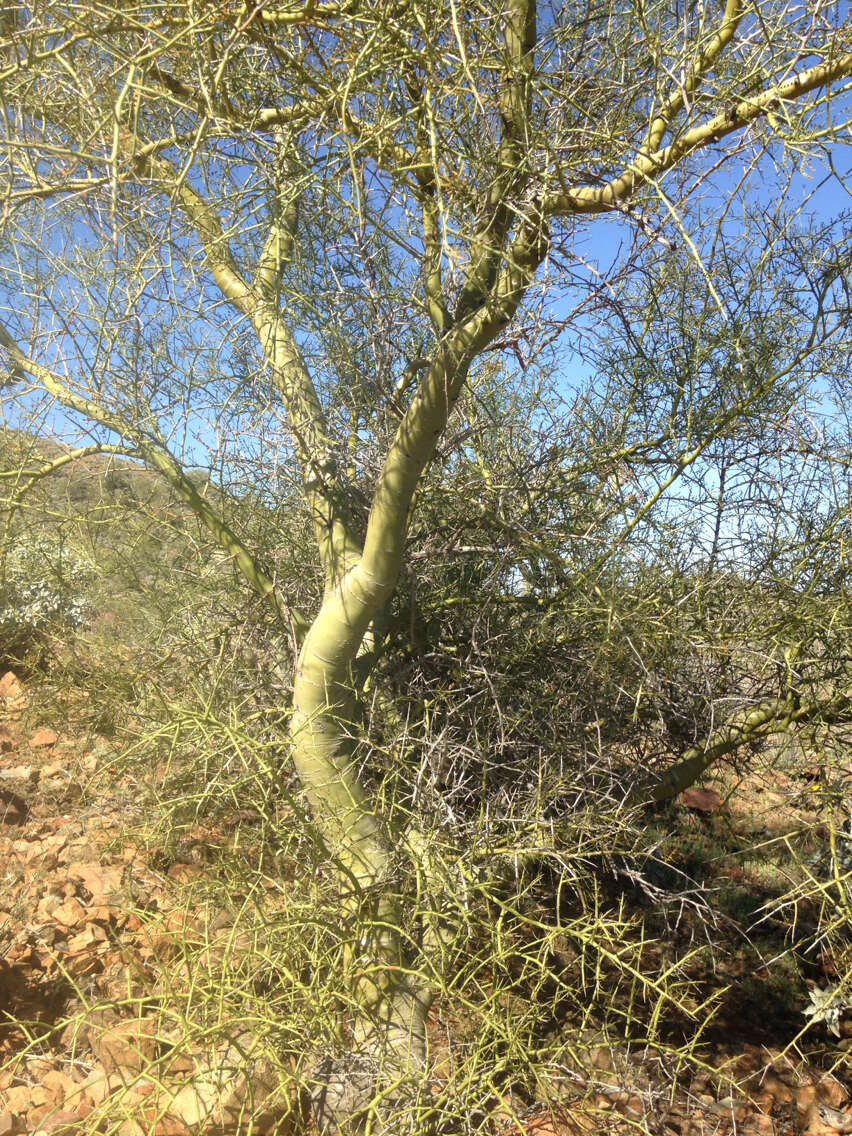 Image of yellow paloverde