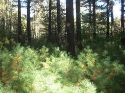 Image of eastern white pine