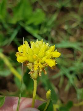 Image of Pearsonia cajanifolia (Harv.) Polhill