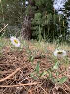 Image of Tall Fleabane