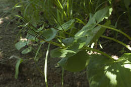 Caltha palustris var. barthei Hance的圖片