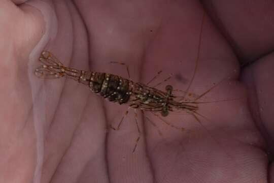 Image of crossbanded grass shrimp