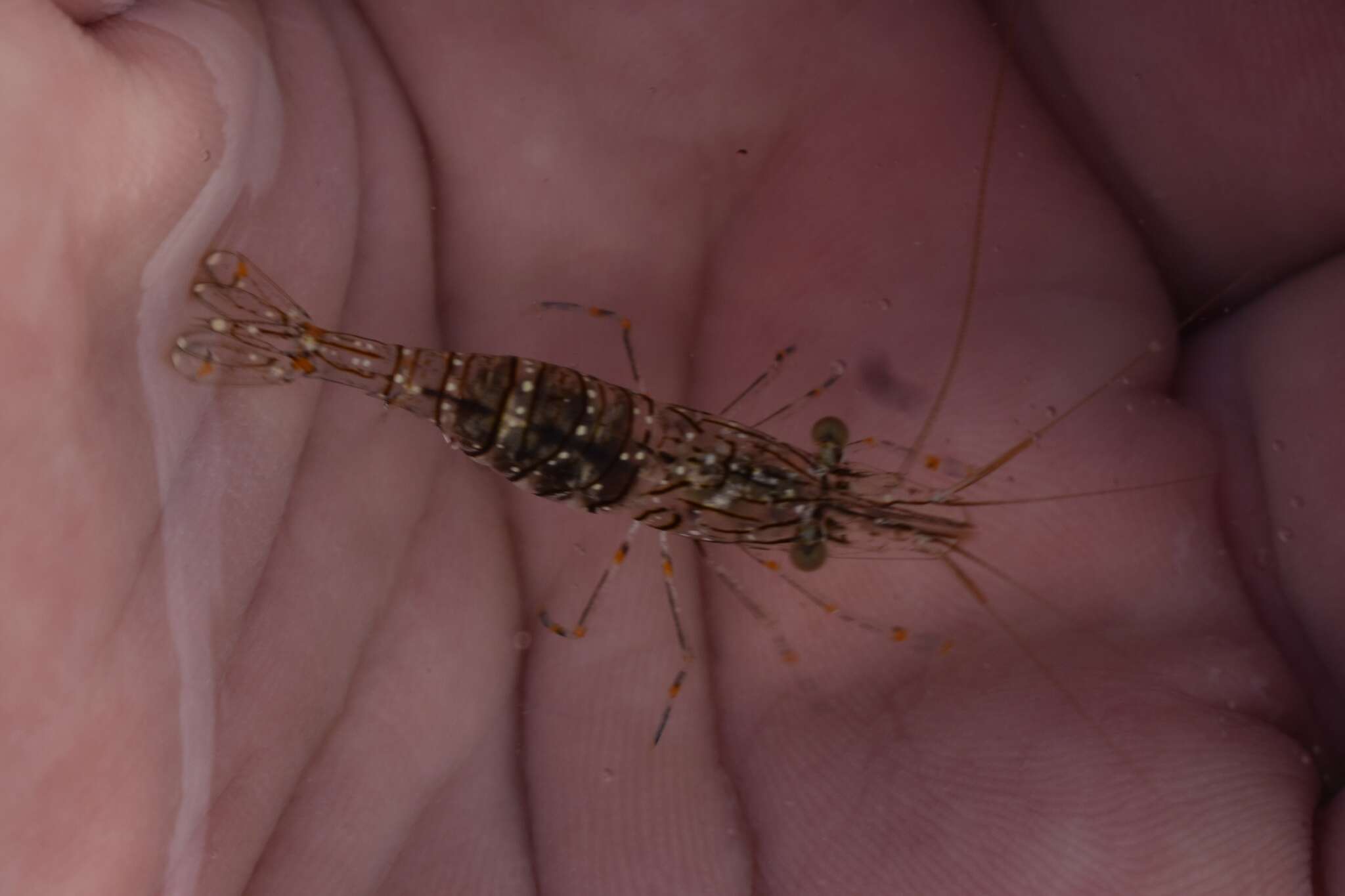 Image of crossbanded grass shrimp