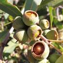 Image of Eucalyptus todtiana F. Müll.