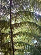 Imagem de Cycas thouarsii R. Br. ex Gaudich.